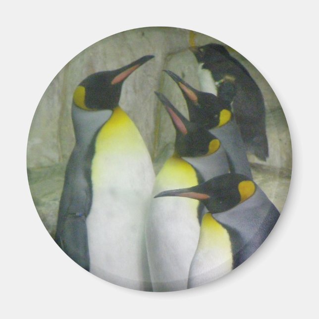 Penguins, magnet (Front)