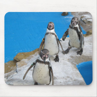 penguins mousepad