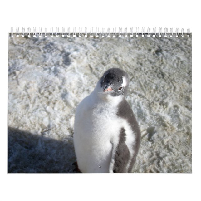 Penguins of Antarctica Calendar (Cover)