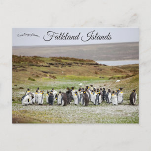 Penguins on Falkland Islands Postcard