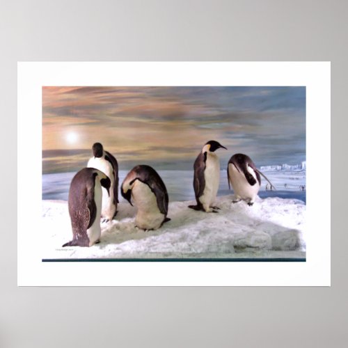 Penguins Photo Poster