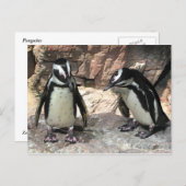 Penguins Postcard (Front/Back)
