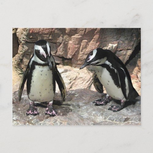 Penguins Postcard