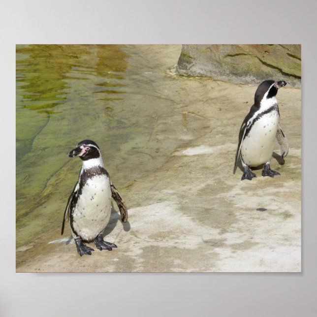 Penguins Poster (Front)