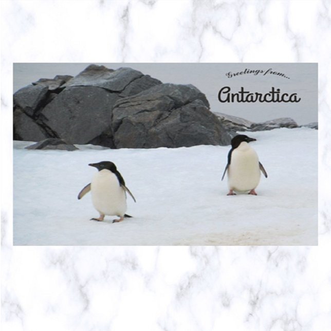 Penguins Sally Cove Horseshoe Island Antarctica  Postcard (Creator Uploaded)