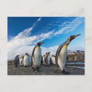 Penguins - South Georgia & South Sandwich Islands Postcard