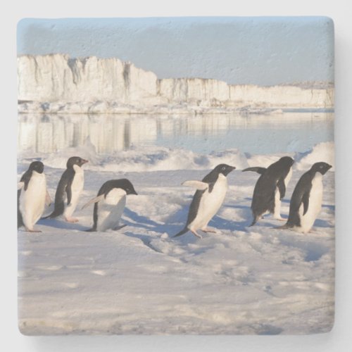 Penguins Stone Coaster