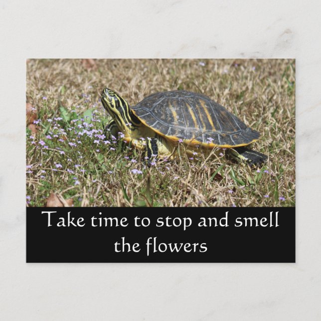 Peninsula Turtle Postcard (Front)