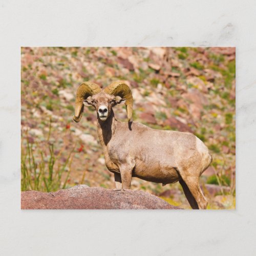 Peninsular Bighorn Sheep Postcard