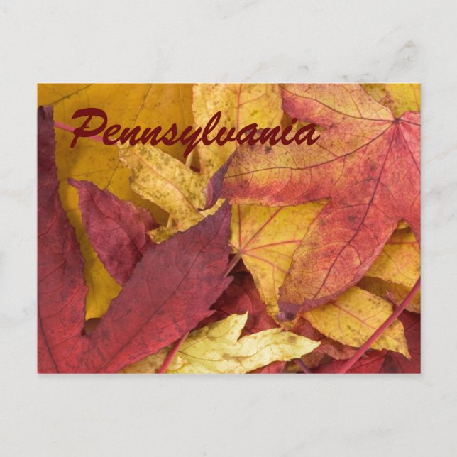 Pennsylvania Autumn Leaves Postcard (Front)