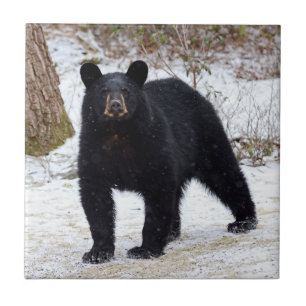 Pennsylvania Black Bear in Winter Ceramic Tile