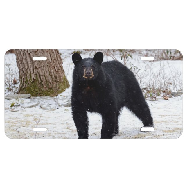 Pennsylvania Black Bear in Winter License Plate (Front)