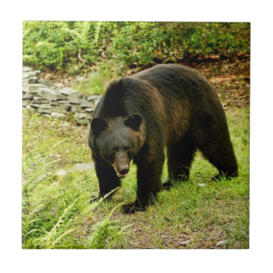 Pennsylvania Black Bear Tile