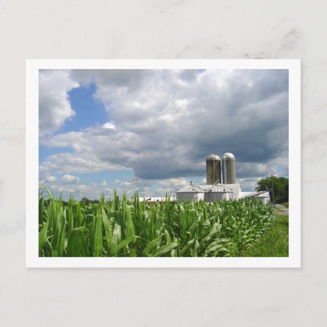 Pennsylvania Cornfield Postcard (Front)