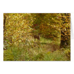 Pennsylvania Deer in Fall Nature Cards
