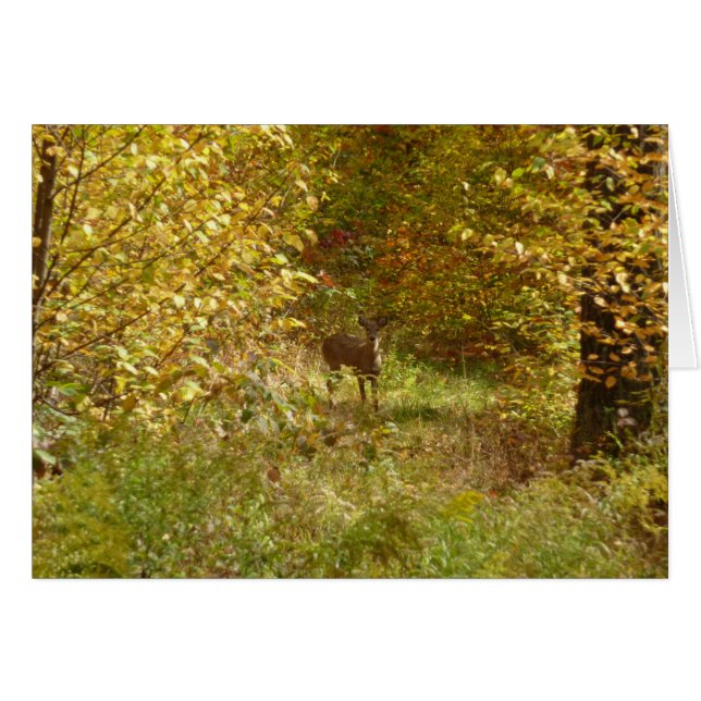 Pennsylvania Deer in Fall Nature Cards (Front Horizontal)