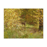 Pennsylvania Deer in Fall Nature Postcard