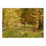Pennsylvania Deer in Fall Nature Poster