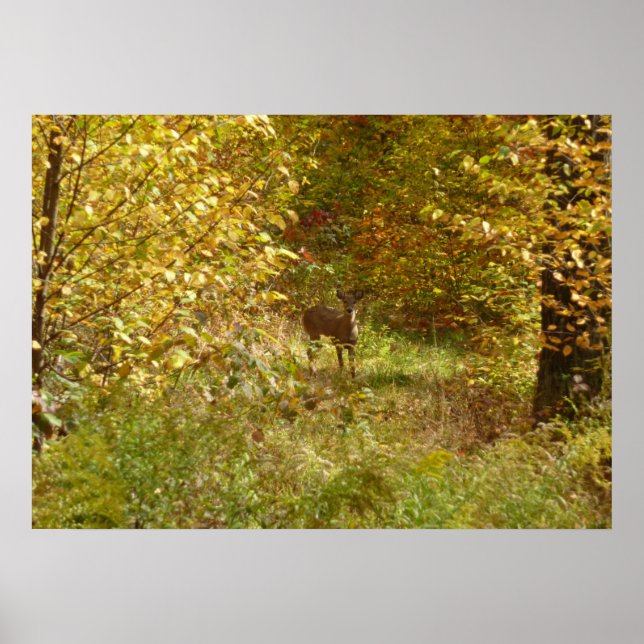 Pennsylvania Deer in Fall Nature Poster (Front)