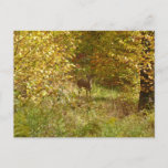 Pennsylvania Deer in Fall Postcard