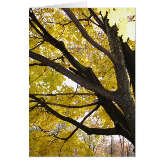 Pennsylvania Gold (Front)