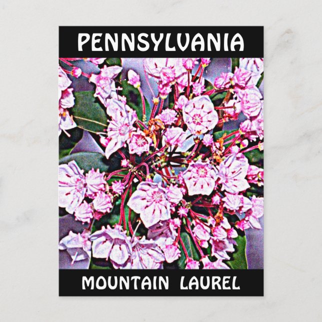 Pennsylvania Mountain Laurel Postcard (Front)