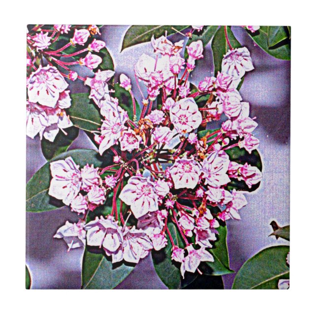 Pennsylvania Mountain Laurel Tile (Front)
