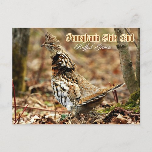 Pennsylvania State Bird Ruffed Grouse Postcard