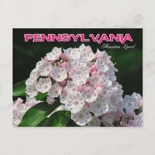 Pennsylvania State Flower Mountain Laurel Postcard