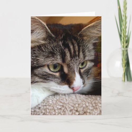 Penny For Your Thoughts Siberian Cat Note Card