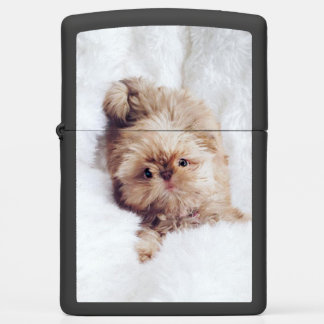 Penny orange liver Shih Tzu puppy Zippo lighter