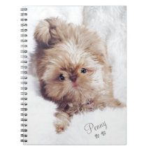 Penny the orange liver Shih Tzu on Cloud 9 tablet