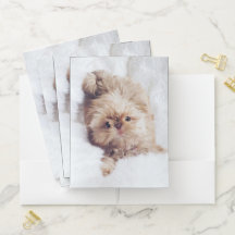 Penny the orange liver Shih Tzu puppy pocket folde