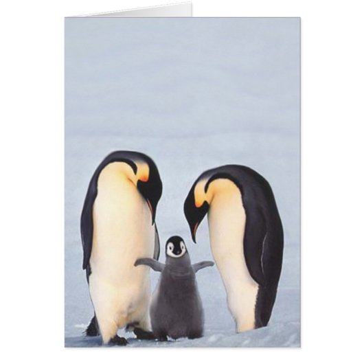 Penquin Family Cards (Front)