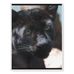 Pensive Black Panther Temporary Tattoos