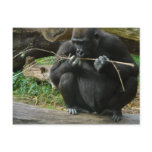 Pensive Gorilla Postcard