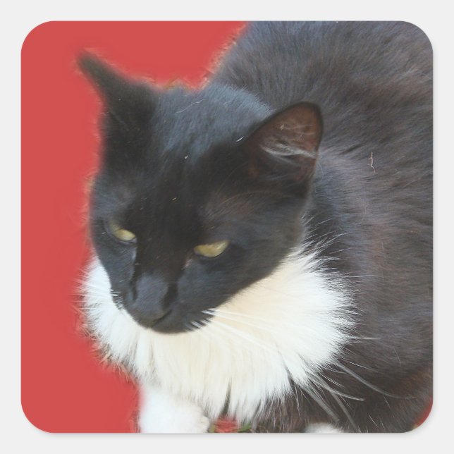 Pensive Kitty Square Sticker (Front)