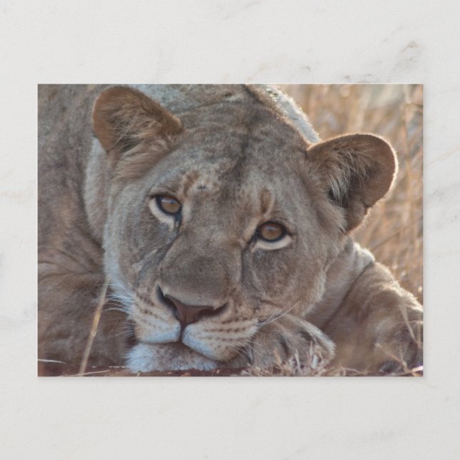 Pensive Lion Postcard (Front)