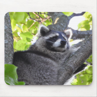 Pensive Raccoon in a tree Mouse Pad