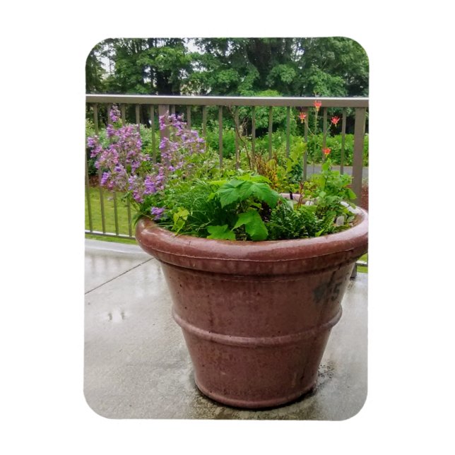 Penstemon Magnet (Vertical)