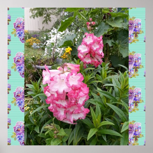 Penstemon Pink Flower Floral Photo Garden Poster