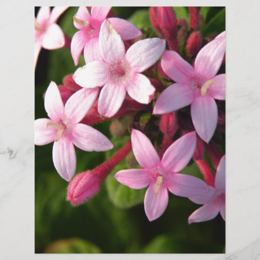 Pentas (Front)