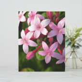 Pentas (Standing Front)