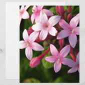 Pentas (Front/Back)