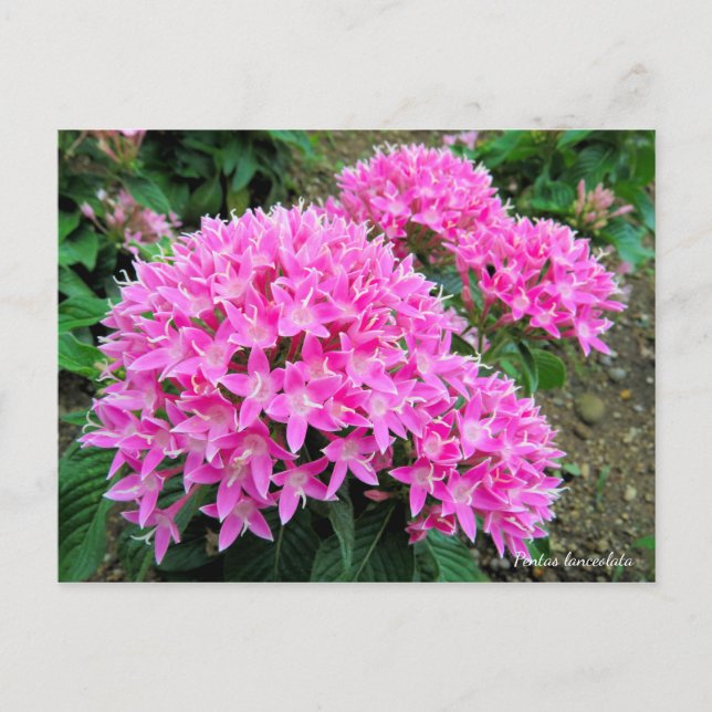 Pentas lanceolata [Postcard] Postcard (Front)