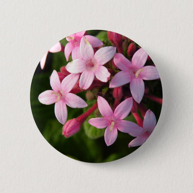 Pentas Pinback Button (Front)