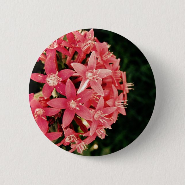 Pentas Pinback Button (Front)
