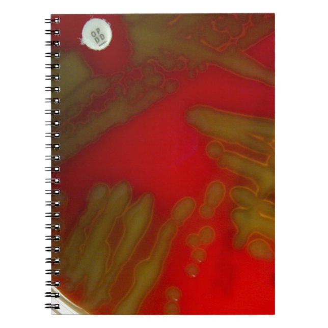 Penumonia Bacteria Notebook (Front)