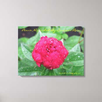 Peonie After Rain Wrapped Canvas by dbrown0310 at Zazzle