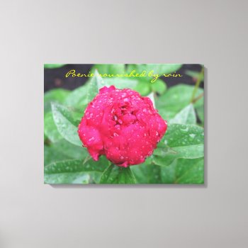 Peonie After Rain Wrapped Canvas by dbrown0310 at Zazzle